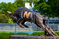 Bronze Wildcat Statue on Campus