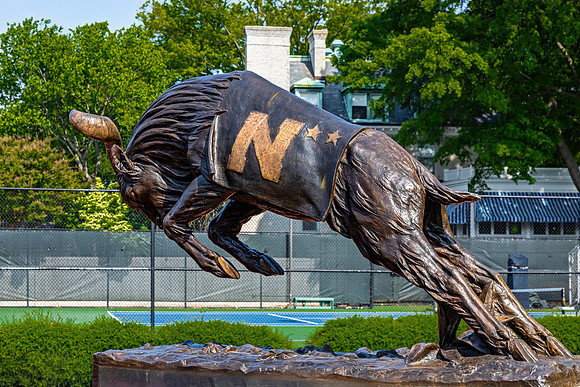 Bronze Wildcat Statue on Campus