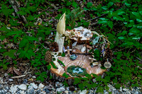 Miniature Fairy House Exhibit