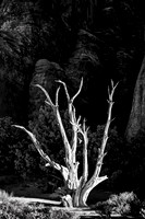 Sentinel Tree in Black and White Landscape