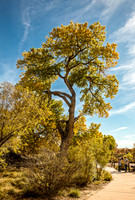 Pueblo Montano Chainsaw Sculpture Garden New Mexico