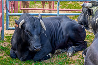 Cattle Resting in Powhatan County