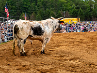 Bull in a Rodeo Arena
