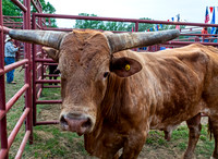 Bull at Rodeo Event