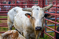 Rodeo Bull in Pen