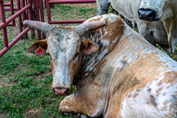 Spotted Bull Resting on Grass