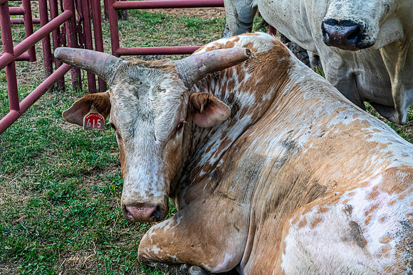 Spotted Bull Resting on Grass