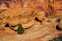 Desert Landscape with Red Rocks and Green Tree