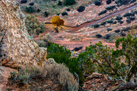 Golden Tree in Red Canyon Landscape