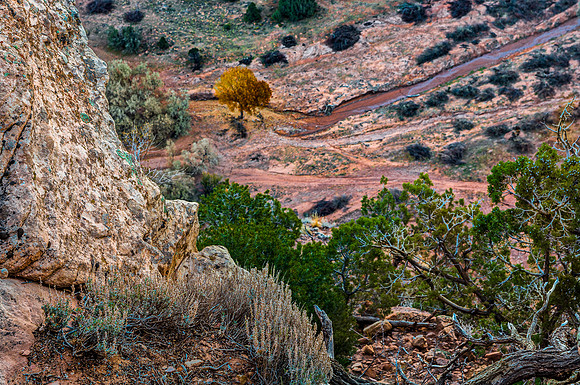 Golden Tree in Red Canyon Landscape