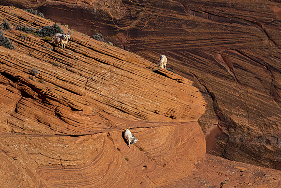 Desert Bighorn Sheep on Red Sandstone Cliff