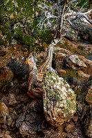 Gnarled Tree and Mossy Rocks