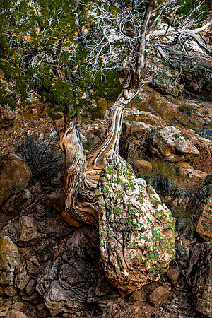 Gnarled Tree and Mossy Rocks