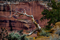 Weathered Dead Tree in Desert Landscape with Red Cliffs