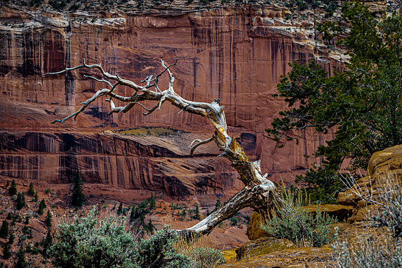 Weathered Dead Tree in Desert Landscape with Red Cliffs