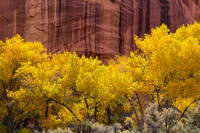 Autumn Cottonwood Trees and Red Rock Canyon