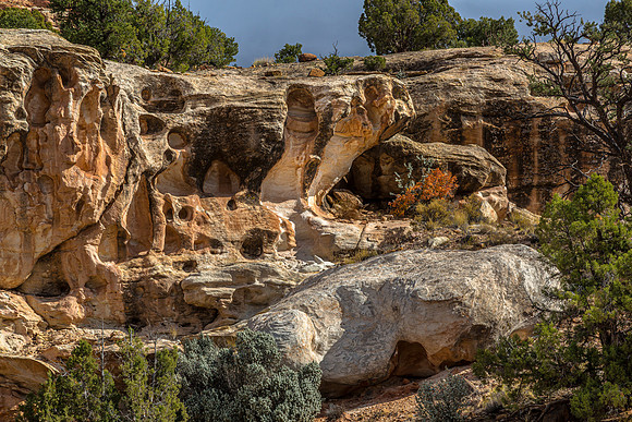 Rock Cobra