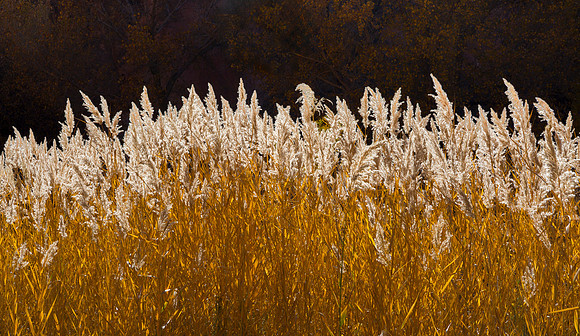 Golden Common Reeds with Feathery Plumes