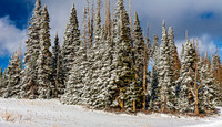 Snow Covered Evergreen Trees in Winter