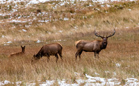 Elk Herd Grazing in Snowy Field