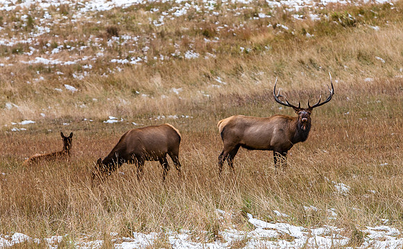 Elk Herd Grazing in Snowy Field