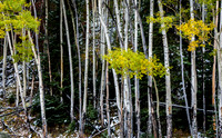 Autumn Aspens and Snow