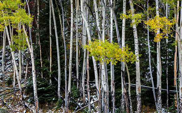 Autumn Aspens and Snow