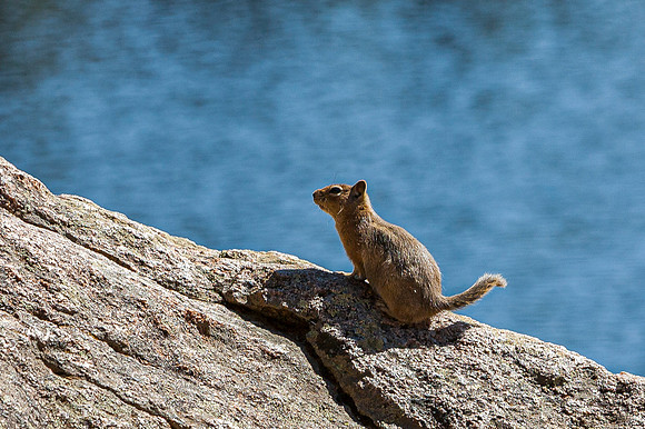 Rodent on Rock