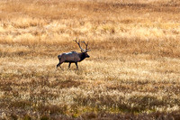 Large Elk in Golden Field