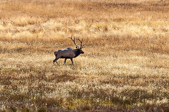 Large Elk in Golden Field