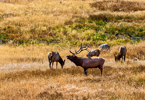 Elk Bugling in a Golden Field