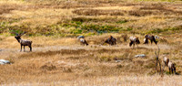 Elk Herd Grazing in Dry Grass Field
