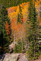 Autumn forest landscape with vibrant fall foliage