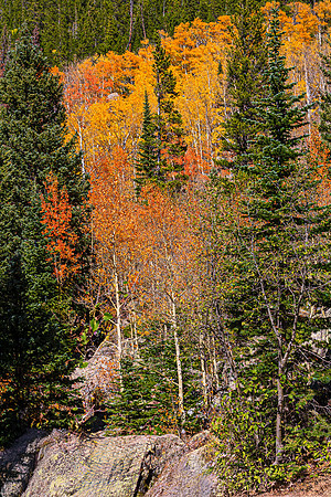 Autumn forest landscape with vibrant fall foliage