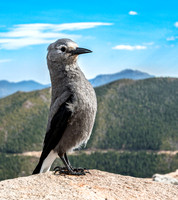 Clark's Nutcracker Bird on a Rock in the Mountains