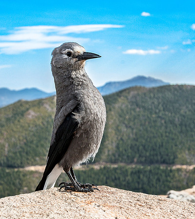 Clark's Nutcracker Bird on a Rock in the Mountains
