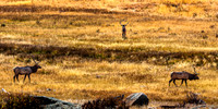 Elk in Dry Grassy Field