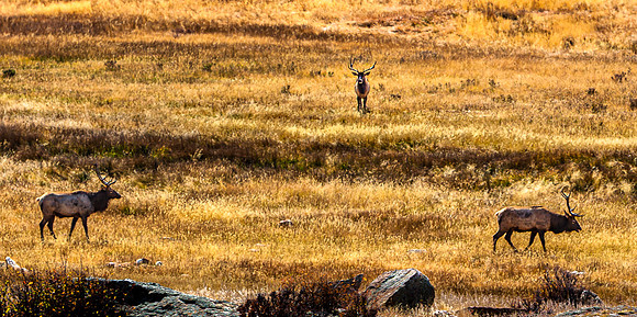 Elk in Dry Grassy Field