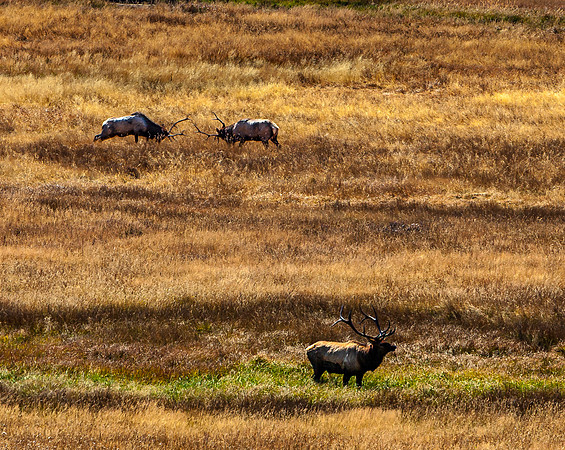 Elk in Field