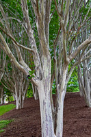 Crepe Myrtle Trees with Peeling Bark