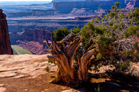 Gnarled Juniper Overlooking Canyon and River