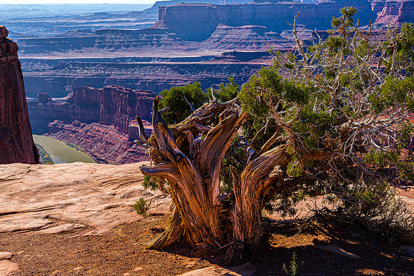 Gnarled Juniper Overlooking Canyon and River