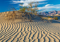 Desert Sand Dunes and Shrubs