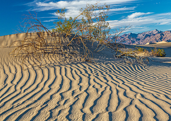 Desert Sand Dunes and Shrubs