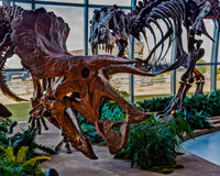 Triceratop and T-Rex Dinosaur Skeletons Exhibit