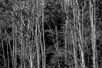 Dense Forest Landscape Black and White