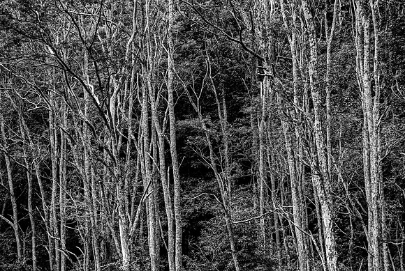 Dense Forest Landscape Black and White