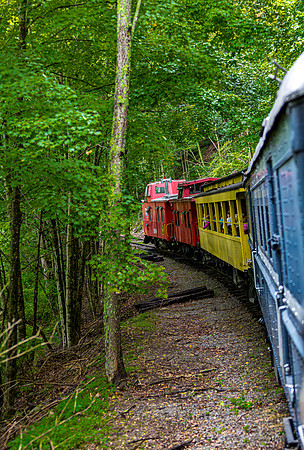 Train Journey Through Green Forest