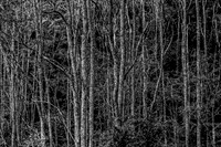 Dense Forest in Black and White