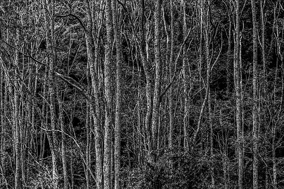 Dense Forest in Black and White